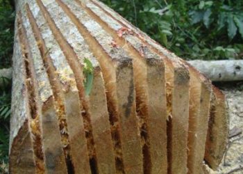 FOUR PEOPLE ARRESTED OVER ILLEGAL TIMBERING IN BUDONGO FOREST.