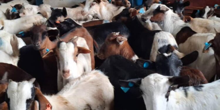 Kyenjojo Grassroots Farmers Receive 343 Goats Under State House Poverty Alleviation Programme