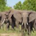 Bunyama Farmers Cry for Help as Elephants Destroy Crops