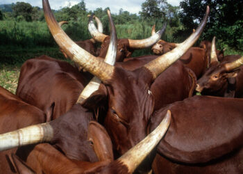 URA, Police Impound Vehicle Ferrying Stolen Cows in Buliisa