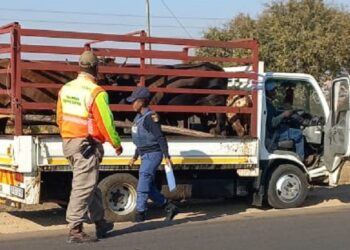 Police intensify crackdown on cattle thieves in Albertine North Region