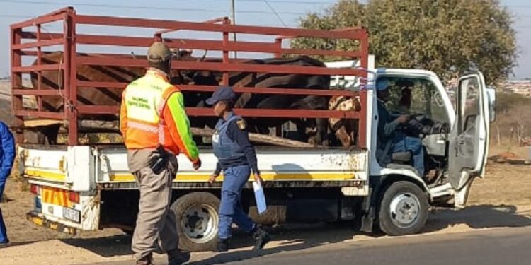Police intensify crackdown on cattle thieves in Albertine North Region
