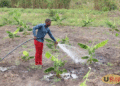 Hoima Farmers Adopt Micro scale Irrigation to Boost Agricultural Productivity