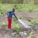 Hoima Farmers Adopt Micro scale Irrigation to Boost Agricultural Productivity