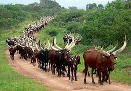 Buliisa Authorities Move to Enforce Presidential Order on Balalo Evictions