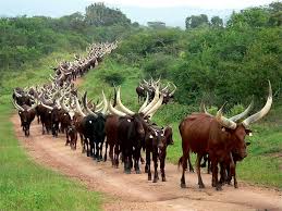 Buliisa Authorities Move to Enforce Presidential Order on Balalo Evictions