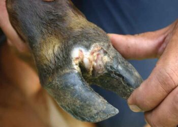 Buliisa District confirms outbreak of Foot and Mouth Disease