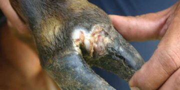 Buliisa District confirms outbreak of Foot and Mouth Disease