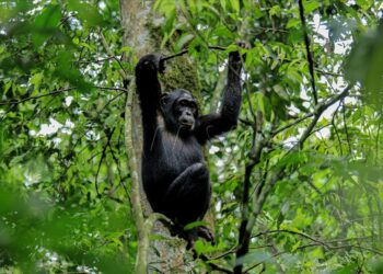 3month old baby killed by Chimpanzee in Masindi