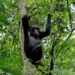3month old baby killed by Chimpanzee in Masindi