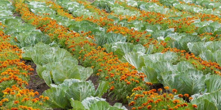 Farmers in Buliisa District  encouraged to take advantage of new opportunities in vegetable growing as companies operating in the area continue to support local agricultural production.