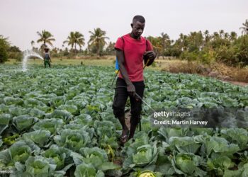 Buliisa Farmers urged to embrace the use of Organic fertilisers as Syova Training Boosts Vegetable Farming Skills