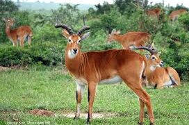 UWA Denies claims of degrading River Waiga in Buliisa