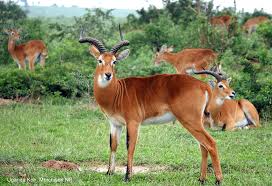 UWA Denies claims of degrading River Waiga in Buliisa